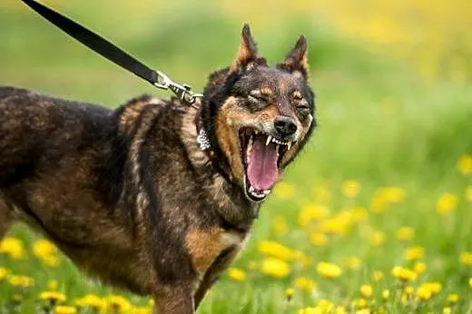Megi - wrażliwa, ułożona, cud psia istota do adopc