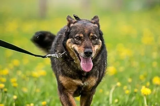 Megi - wrażliwa, ułożona, cud psia istota do adopc