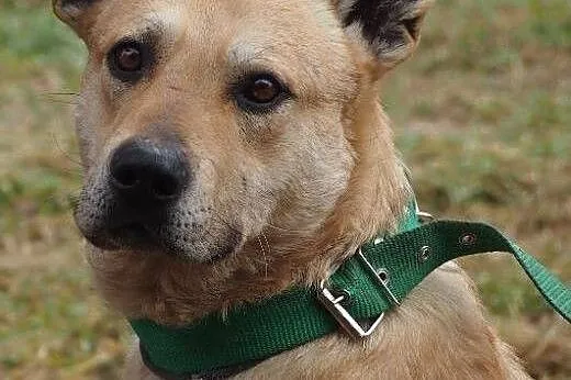 Zeus wspaniały psiak o wielkim sercu marzy o kocha