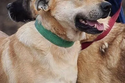 Zeus wspaniały psiak o wielkim sercu marzy o kocha