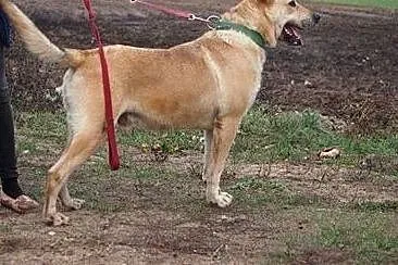 Zeus wspaniały psiak o wielkim sercu marzy o kocha