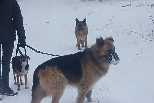 Aktywny, proludzki Tolek, bardzo grzeczny OWCZAREK