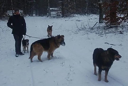 Aktywny, proludzki Tolek, bardzo grzeczny OWCZAREK