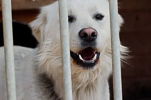Przyjacielski Sniezek do adopcji,  wielkopolskie P