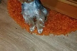 YORKSHIRE TERRIER – REPRODUKTOR Z RODOWODEM FCI