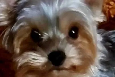 YORKSHIRE TERRIER – REPRODUKTOR Z RODOWODEM FCI, Małopolskie, Kraków