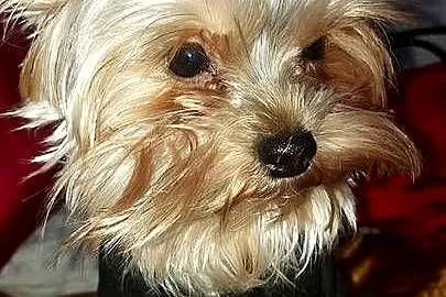 YORKSHIRE TERRIER – REPRODUKTOR Z RODOWODEM FCI, Małopolskie, Kraków