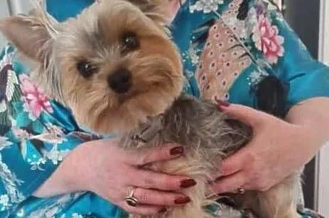 YORKSHIRE TERRIER – REPRODUKTOR Z RODOWODEM FCI, Małopolskie, Kraków