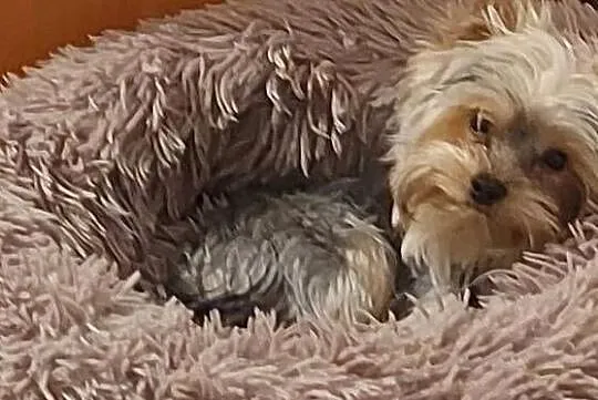YORKSHIRE TERRIER – REPRODUKTOR Z RODOWODEM FCI, Małopolskie, Kraków