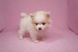 Szpic Miniaturowy Pomeranian sliczne szczenieta