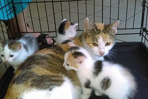 Kocia rodzina do pilnej adopcji!,  Koty pospolite 