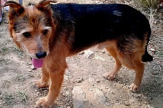 Mix airedale terriera i owczarka niemieckiego, do 