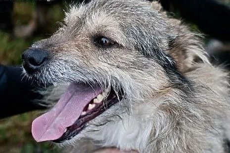 Radosny Emil wciąż bez domu i swojego człowieka.Po