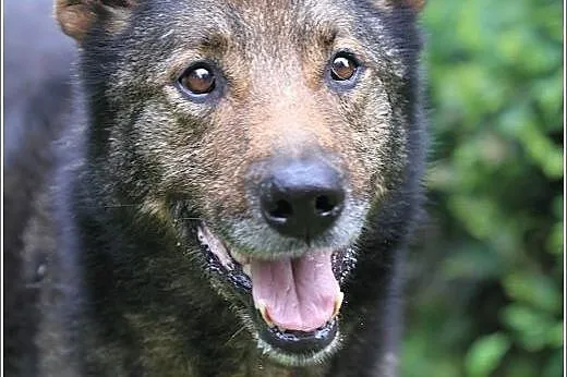 Lester psiak któremy świat się zawalił :(,  Kundel