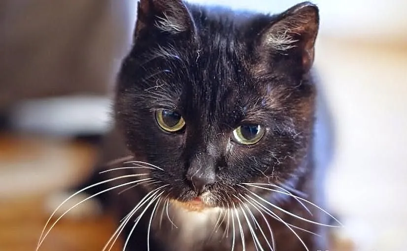 Koteczka Rózia szuka domu! Agapeanimali