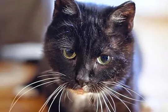 Koteczka Rózia szuka domu! Agapeanimali