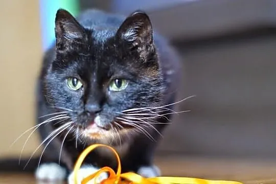 Koteczka Rózia szuka domu! Agapeanimali