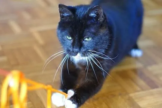Koteczka Rózia szuka domu! Agapeanimali