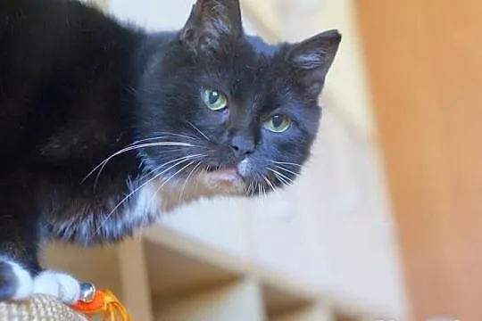 Koteczka Rózia szuka domu! Agapeanimali