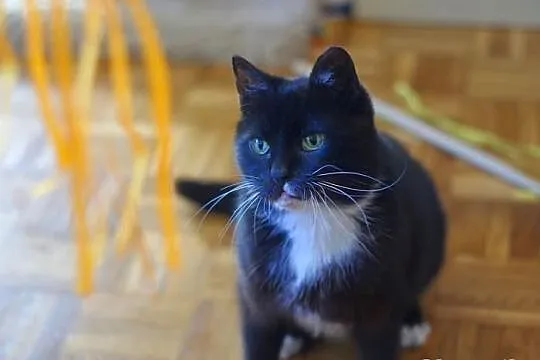 Koteczka Rózia szuka domu! Agapeanimali