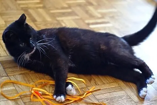 Koteczka Rózia szuka domu! Agapeanimali