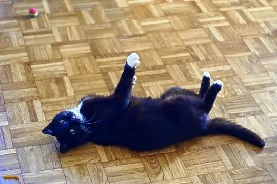Koteczka Rózia szuka domu! Agapeanimali