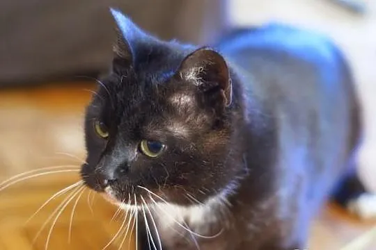 Koteczka Rózia szuka domu! Agapeanimali