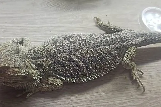 Agama brodata