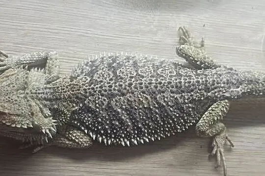 Agama brodata, Małopolskie, Kraków