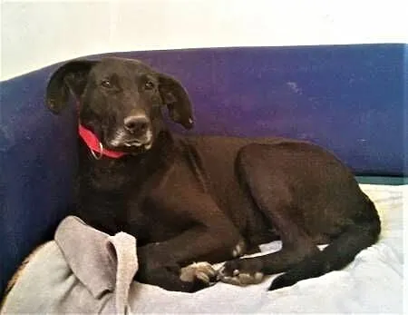 SIMBA - starszy, kochany, wyrzucony jak śmierć psiak do adopcji,, Małopolskie, Kraków