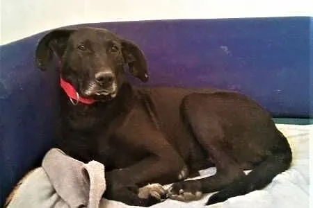 SIMBA - starszy, kochany, wyrzucony jak śmierć psiak do adopcji,