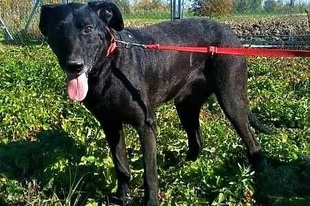 SIMBA - starszy, kochany, wyrzucony jak śmierć psiak do adopcji,, Małopolskie, Kraków