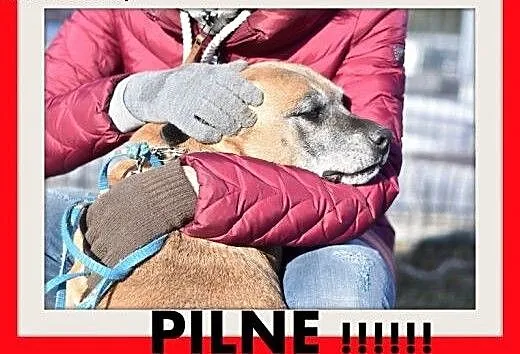 DIANA,starsza,smutna,łagodna suczka amstaff mix.PI