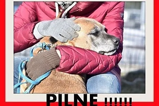 DIANA,starsza,smutna,łagodna suczka amstaff mix.PI