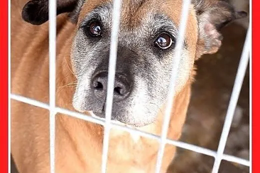 DIANA,starsza,smutna,łagodna suczka amstaff mix.PI