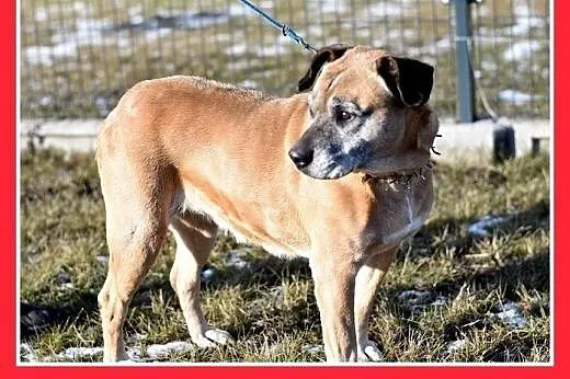 DIANA,starsza,smutna,łagodna suczka amstaff mix.PI