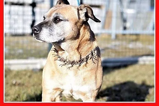 DIANA,starsza,smutna,łagodna suczka amstaff mix.PI