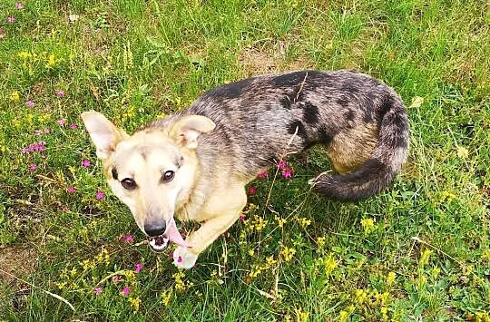 2 letnia KOLA szuka domu z 2-gim zrównoważonym psem, Mazowieckie, Warszawa