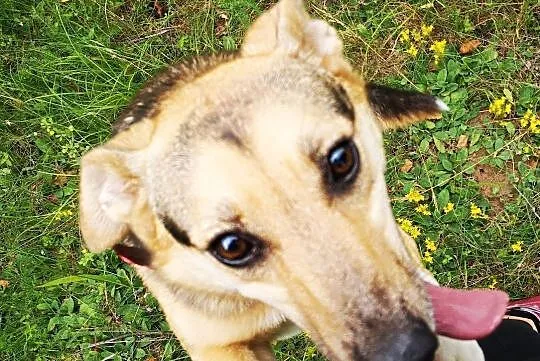 2 letnia KOLA szuka domu z 2-gim zrównoważonym psem, Mazowieckie, Warszawa