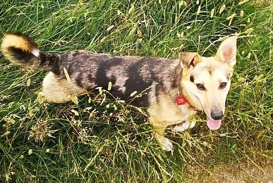 2 letnia KOLA szuka domu z 2-gim zrównoważonym psem, Mazowieckie, Warszawa