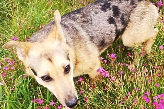 2 letnia KOLA szuka domu z 2-gim zrównoważonym psem, Mazowieckie, Warszawa