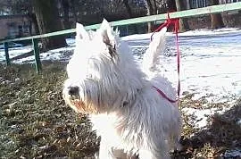 West Highland White Terrier Piesek, Kielce