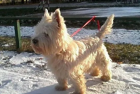 West Highland White Terrier Piesek