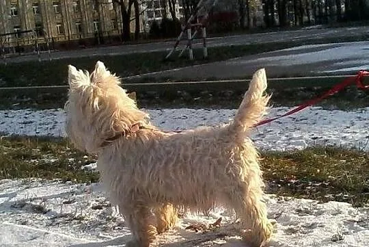 West Highland White Terrier Piesek