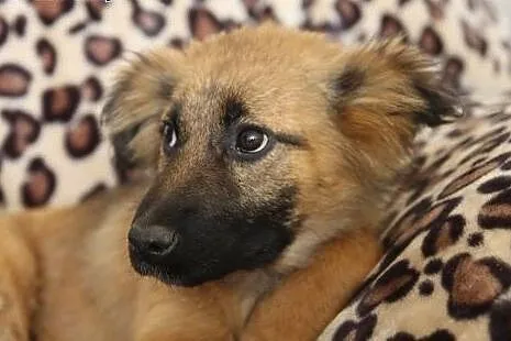 7 m-czny szczeniak FADO sympatyczny, większy szuka