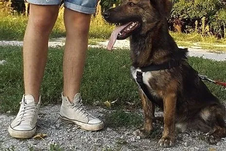 Wesoły młodziutki psiak JANKES,  dolnośląskie Wroc