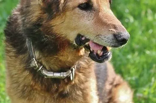 LANER - spokojny, przyjazny senior,  mazowieckie W