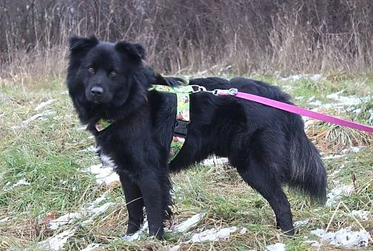 Sasza - 1,5 roczny psiak w typie BORDER COLLIE szu