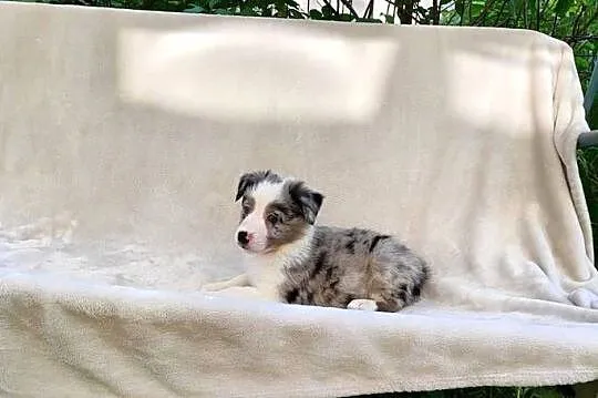 Suczka Border collie blue merle z rodowodem z domowej hodowli Suczka Border