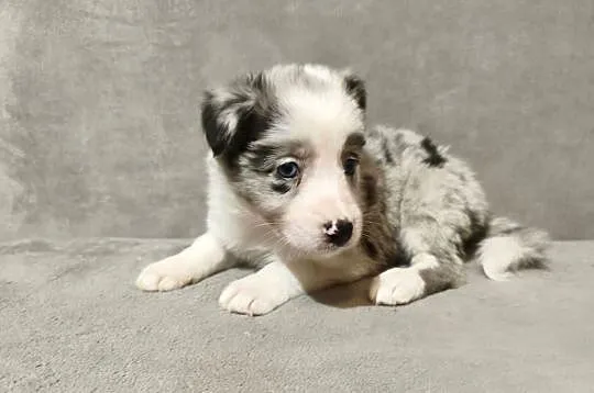 Suczka Border collie blue merle z rodowodem z domowej hodowli Suczka Border, Podkarpackie, Rymanów